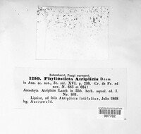 Stagonospora atriplicis image